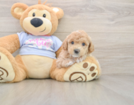 5 week old Poochon Puppy For Sale - Premier Pups