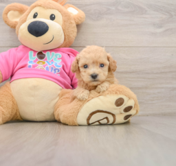 6 week old Poochon Puppy For Sale - Premier Pups