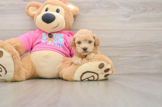 Popular Poochon Poodle Mix Pup