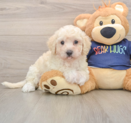 5 week old Poochon Puppy For Sale - Premier Pups