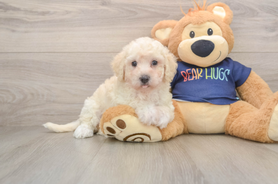 Fluffy Poochon Poodle Mix Pup