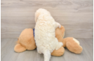 Popular Poochon Poodle Mix Pup