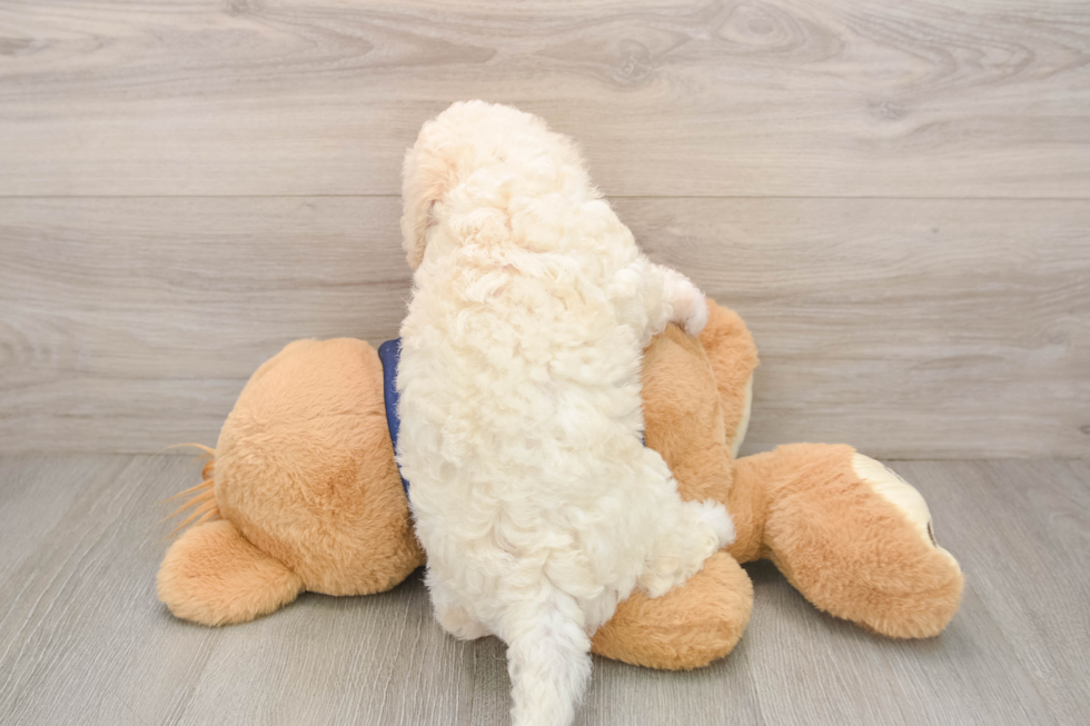 Popular Poochon Poodle Mix Pup