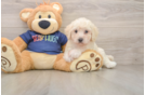 Poochon Pup Being Cute