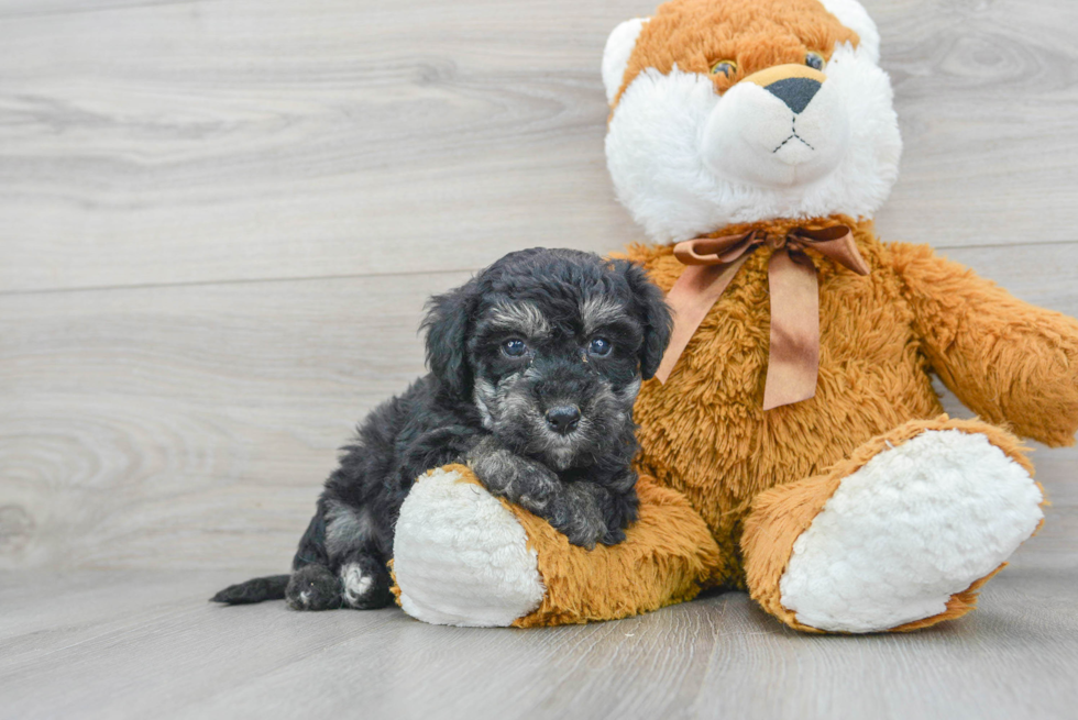 Smart Poochon Poodle Mix Pup