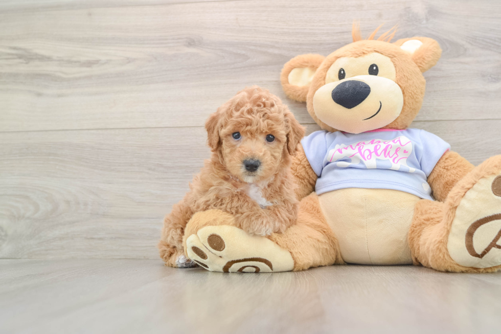 Poochon Puppy for Adoption