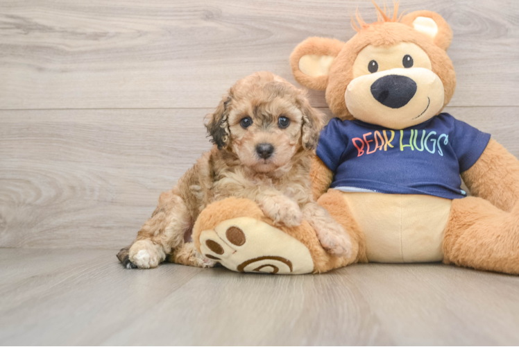 Poochon Pup Being Cute