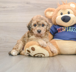 7 week old Poochon Puppy For Sale - Premier Pups