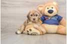 Poochon Pup Being Cute