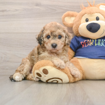 Poochon Pup Being Cute