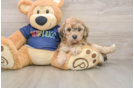 Cute Poochon Baby