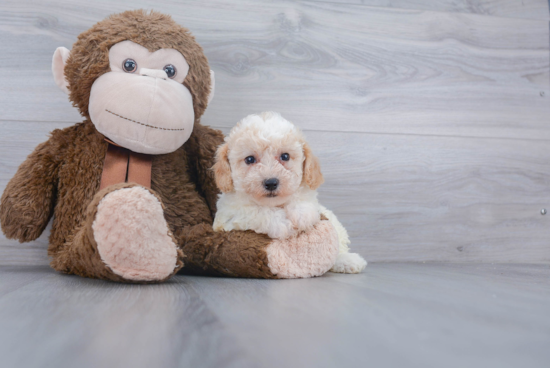 Friendly Poochon Baby