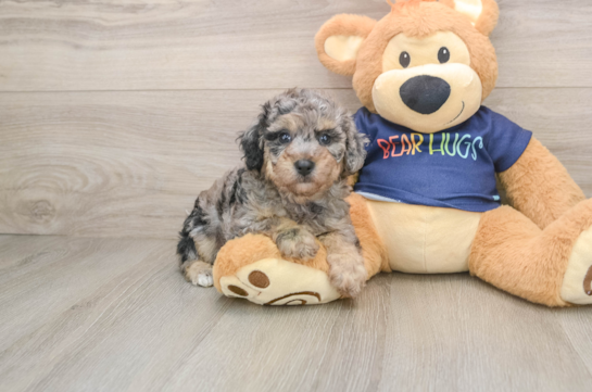 Playful Bichpoo Poodle Mix Puppy