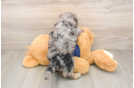 Smart Poochon Poodle Mix Pup