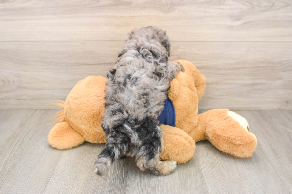 Smart Poochon Poodle Mix Pup