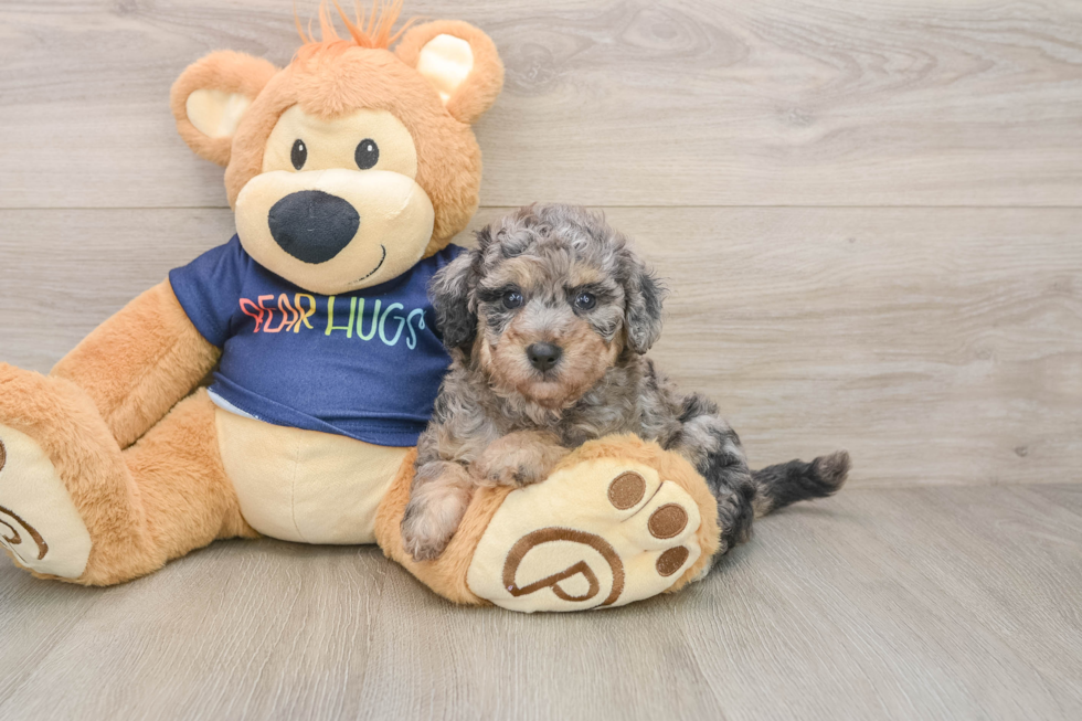 Best Poochon Baby