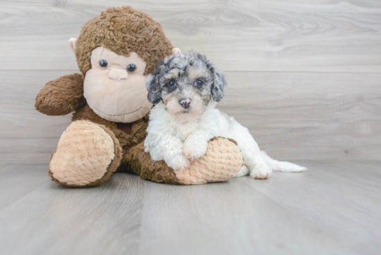 Funny Poochon Poodle Mix Pup