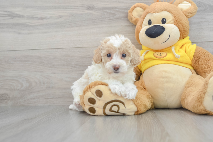 Little Bichpoo Poodle Mix Puppy