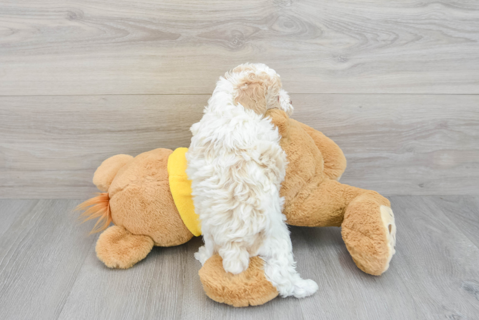 Poochon Puppy for Adoption