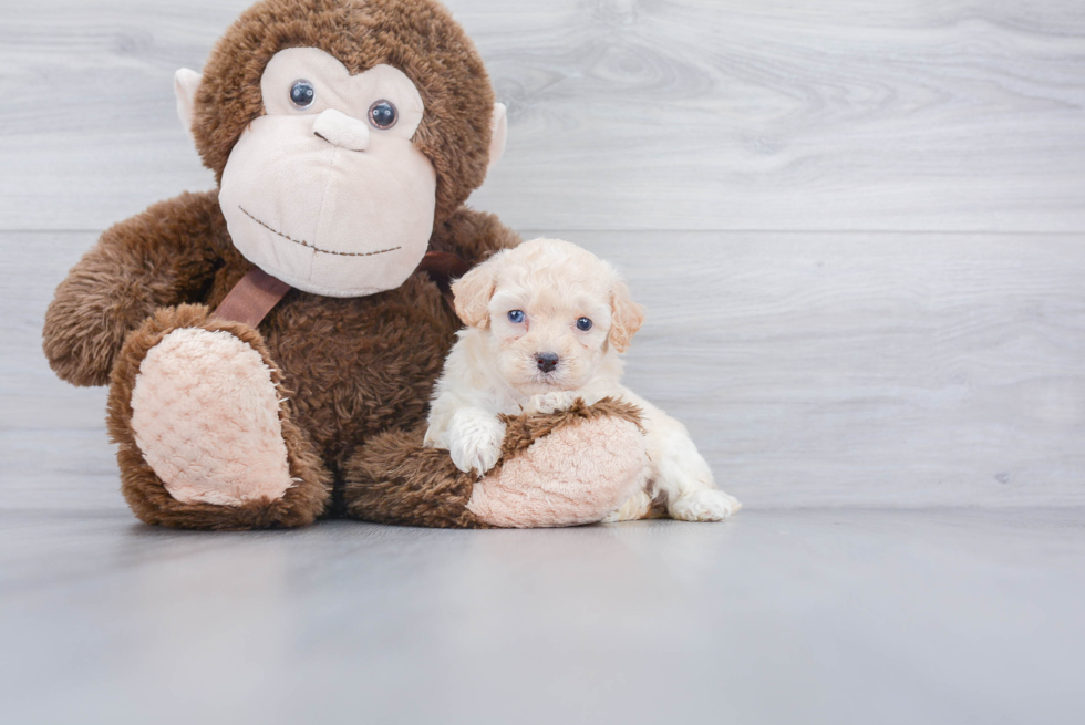 Funny Poochon Poodle Mix Pup