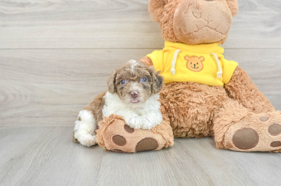 6 week old Poochon Puppy For Sale - Premier Pups