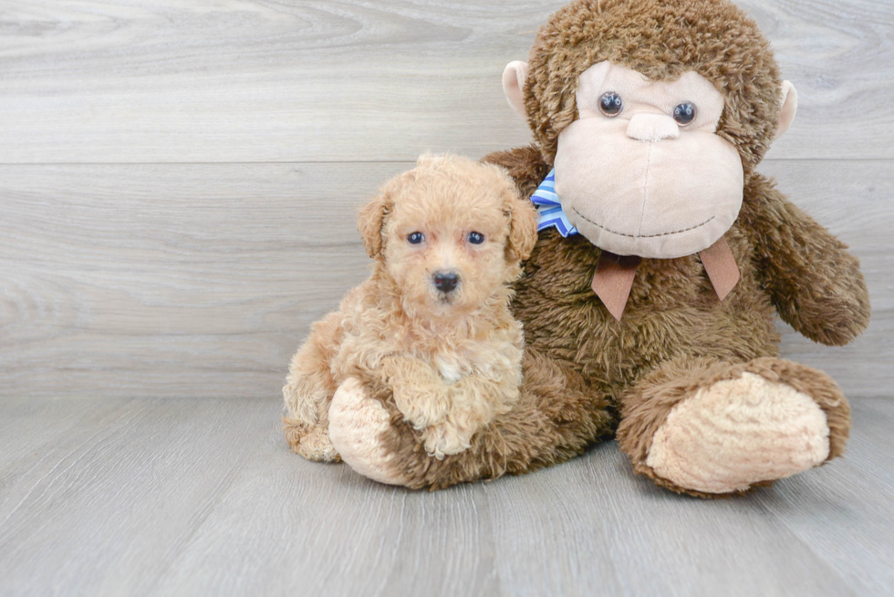 Hypoallergenic Bichpoo Poodle Mix Puppy