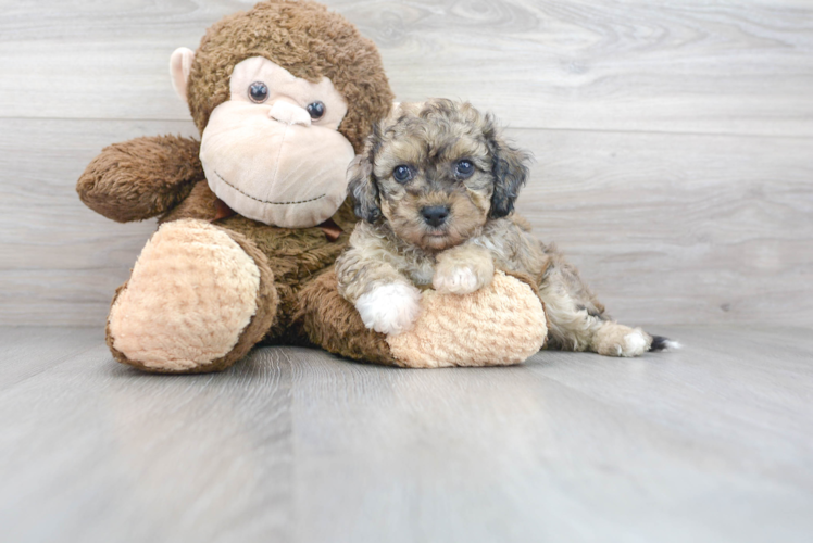 Smart Poochon Poodle Mix Pup