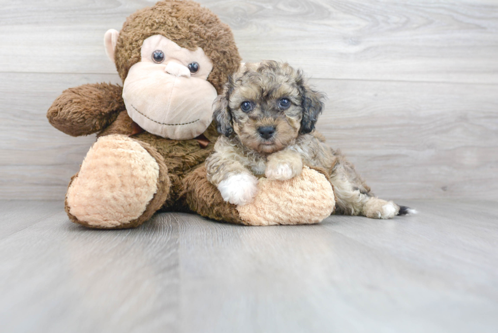 Smart Poochon Poodle Mix Pup