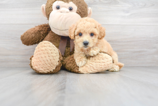 Energetic Bichpoo Poodle Mix Puppy