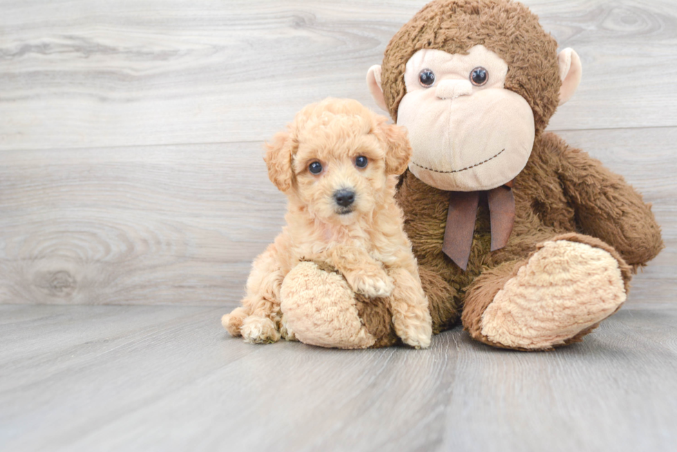 Fluffy Poochon Poodle Mix Pup