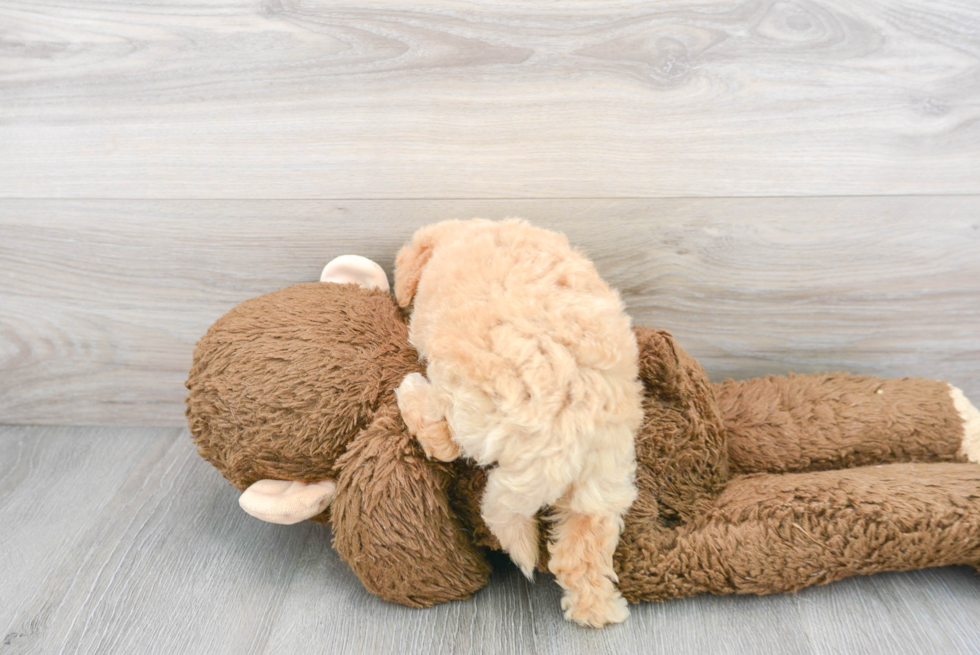 Friendly Poochon Baby