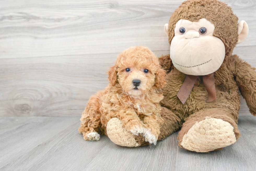 Friendly Poochon Baby