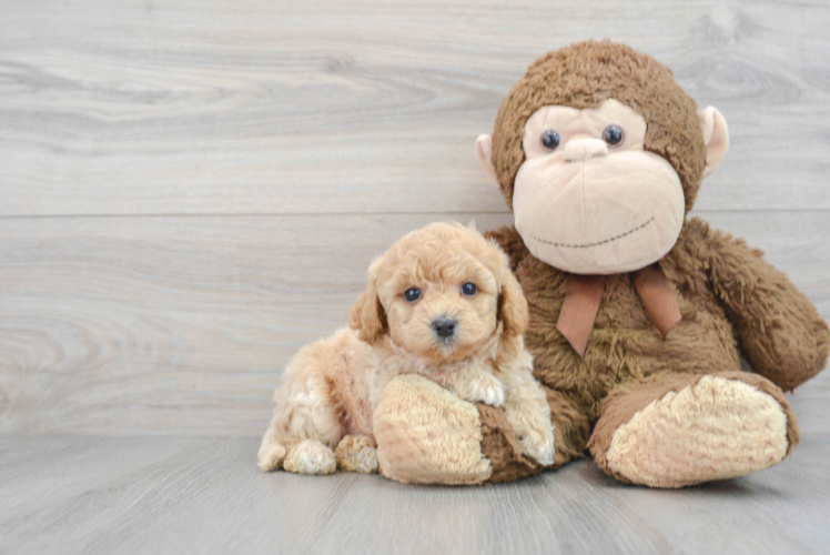 Little Bichpoo Poodle Mix Puppy