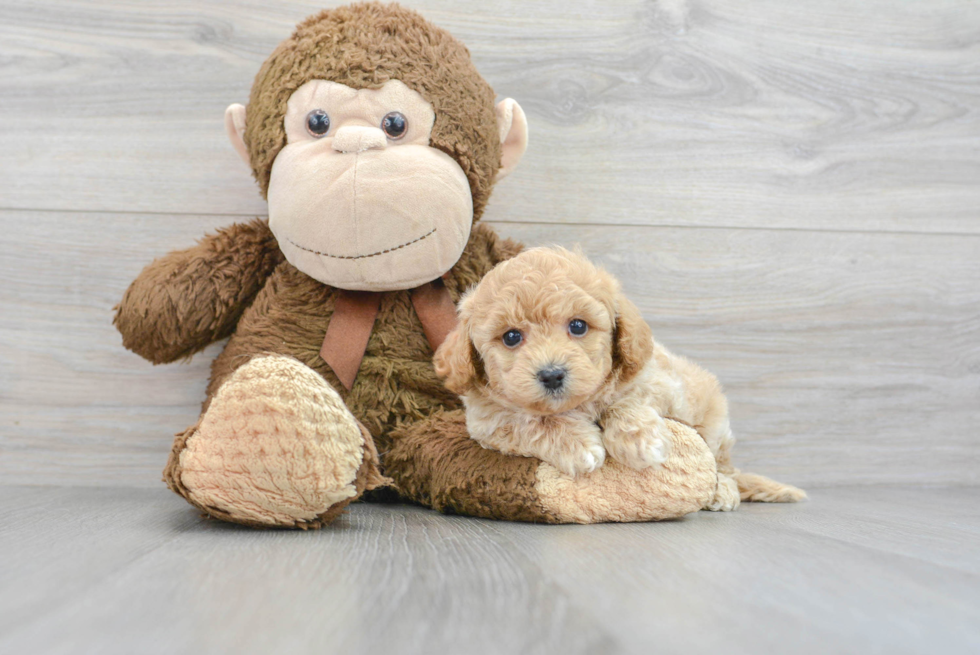 Fluffy Poochon Poodle Mix Pup