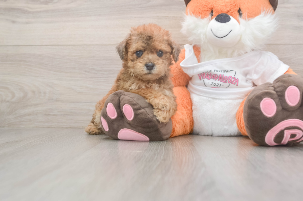 5 week old Poochon Puppy For Sale - Premier Pups