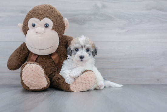 Energetic Bichpoo Poodle Mix Puppy