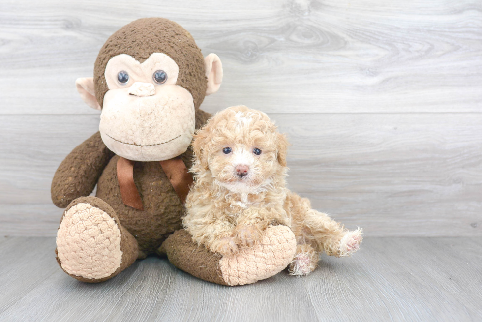 Friendly Poochon Baby