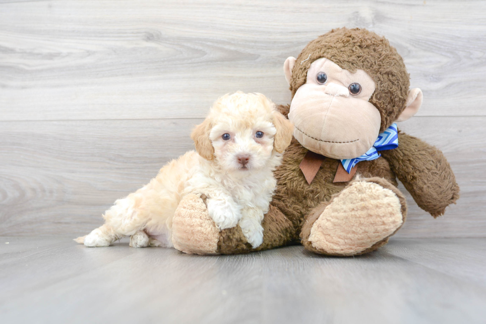 Popular Poochon Poodle Mix Pup