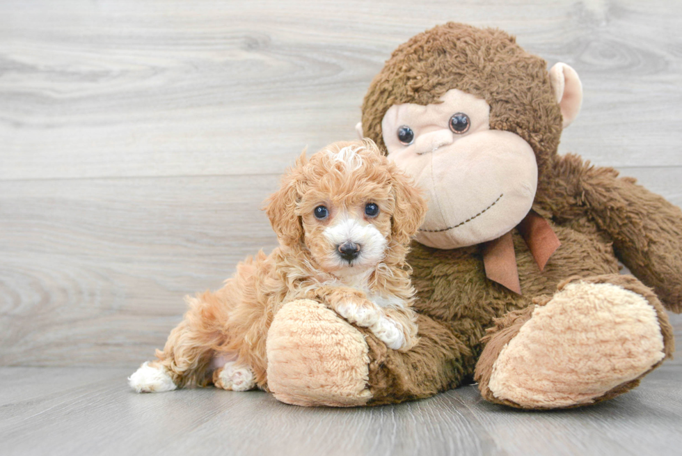 Friendly Poochon Baby