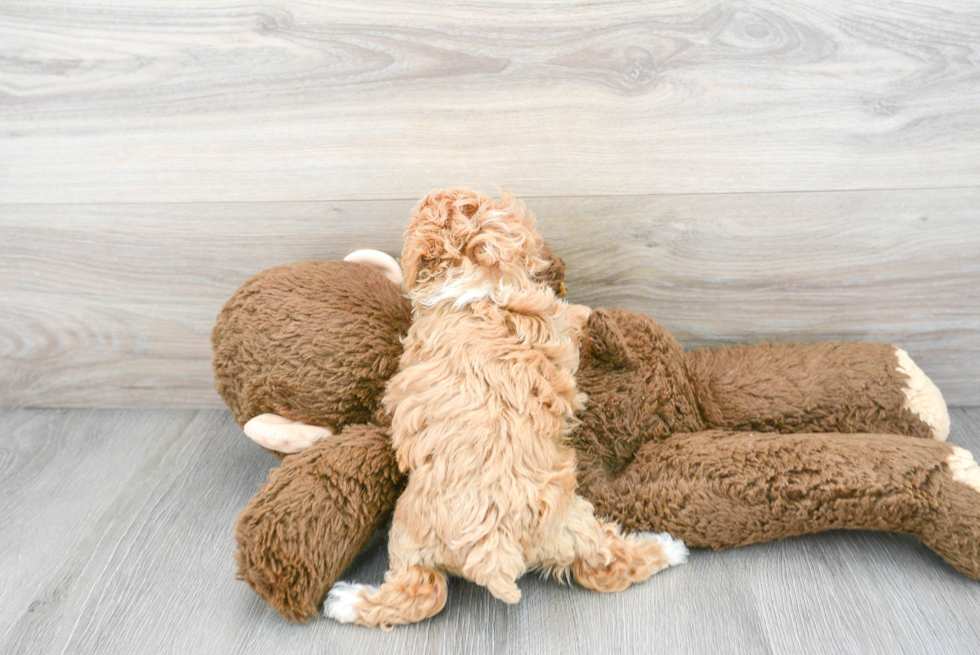 Playful Bichpoo Poodle Mix Puppy