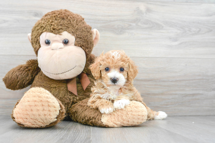 Popular Poochon Poodle Mix Pup