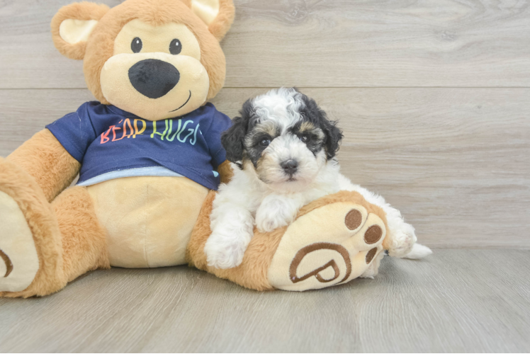 Playful Bichpoo Poodle Mix Puppy