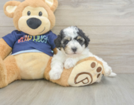 5 week old Poochon Puppy For Sale - Premier Pups