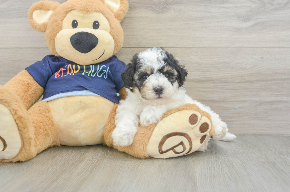 5 week old Poochon Puppy For Sale - Premier Pups