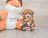 8 week old Poochon Puppy For Sale - Premier Pups