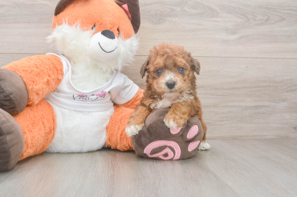 5 week old Poochon Puppy For Sale - Premier Pups