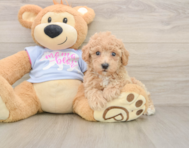 5 week old Poochon Puppy For Sale - Premier Pups