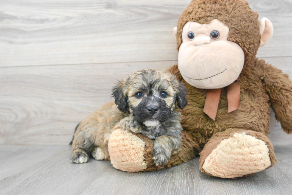 Friendly Poochon Baby