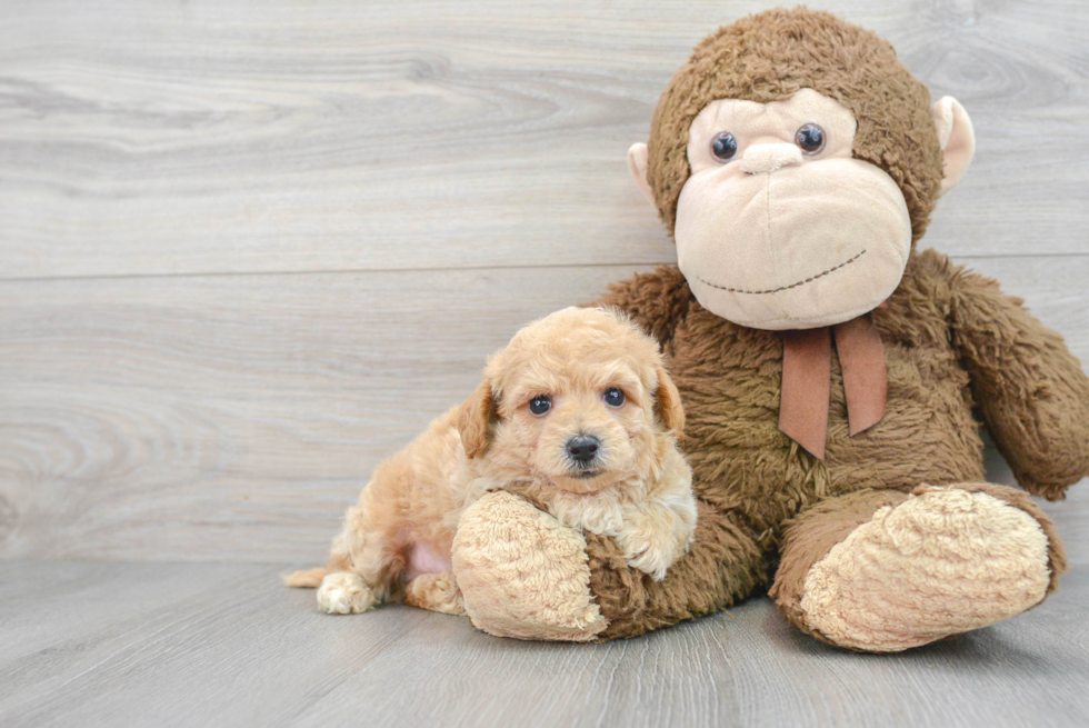 Friendly Poochon Baby