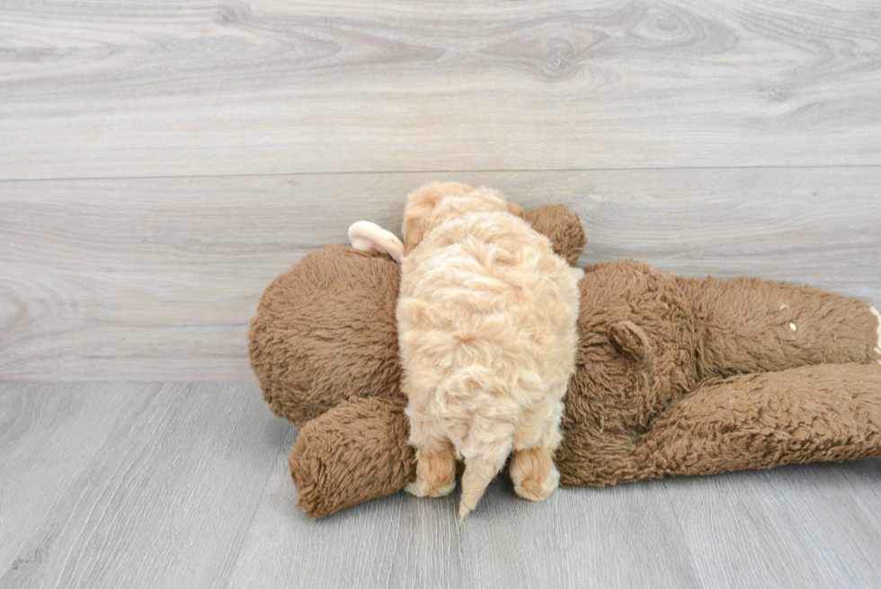 Poochon Pup Being Cute